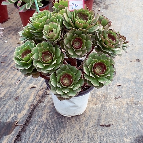 红心万神节多肉法师72号