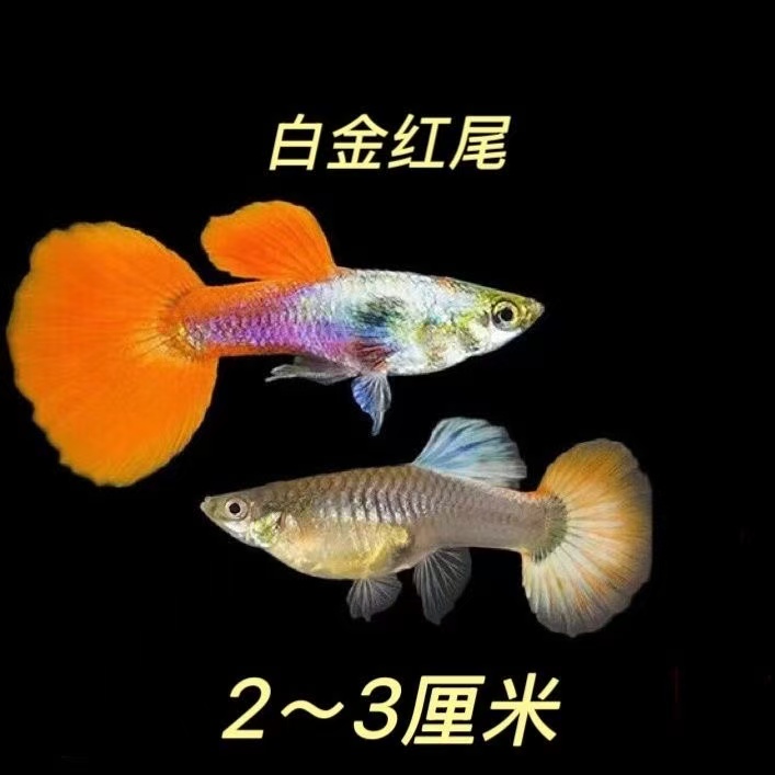 『孔雀鱼白金红尾』凤尾耐养好养纯种易繁殖观赏鱼苗小鱼易活淡水