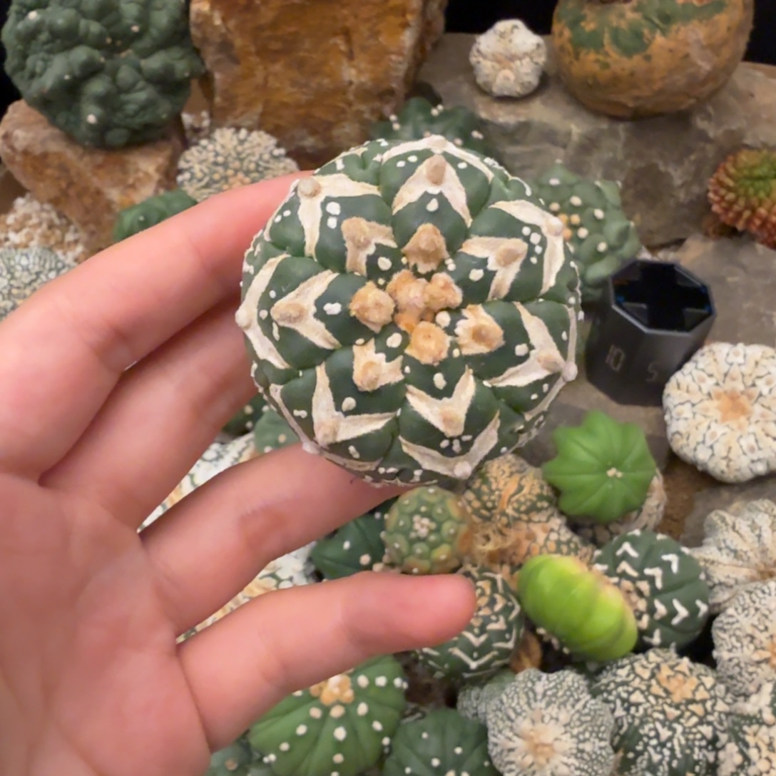 v兜哈哈哈哈哈哈哈