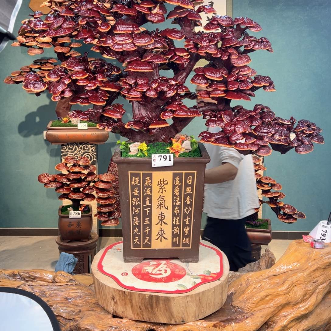 无花朵888888888888