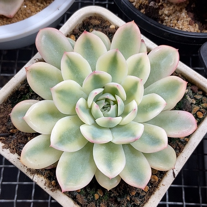 雨燕座锦多肉植物