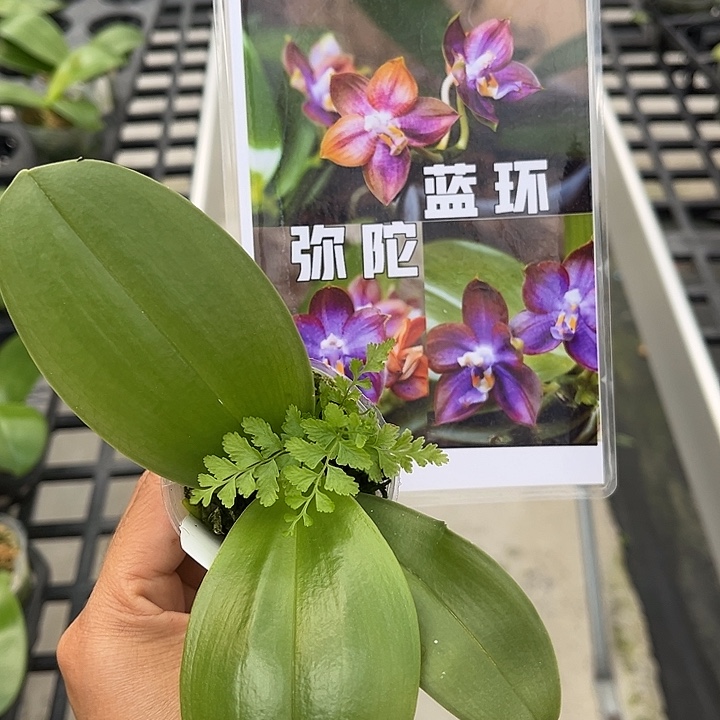 当前无花栽培后可以开花2.5寸杯弥陀蓝环