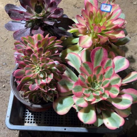 340多肉植物组合