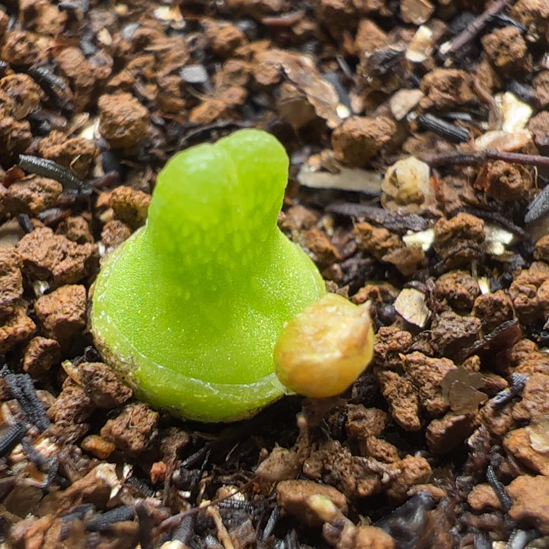 小葫芦5年52多肉