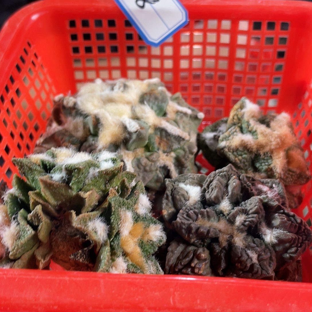 18号筐拍酸菜筐拍无根1筐