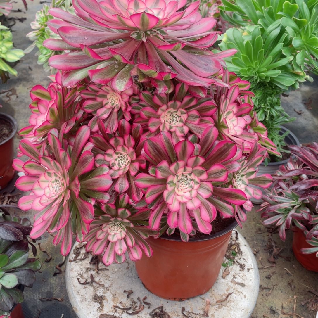 多肉植物红铜超白594