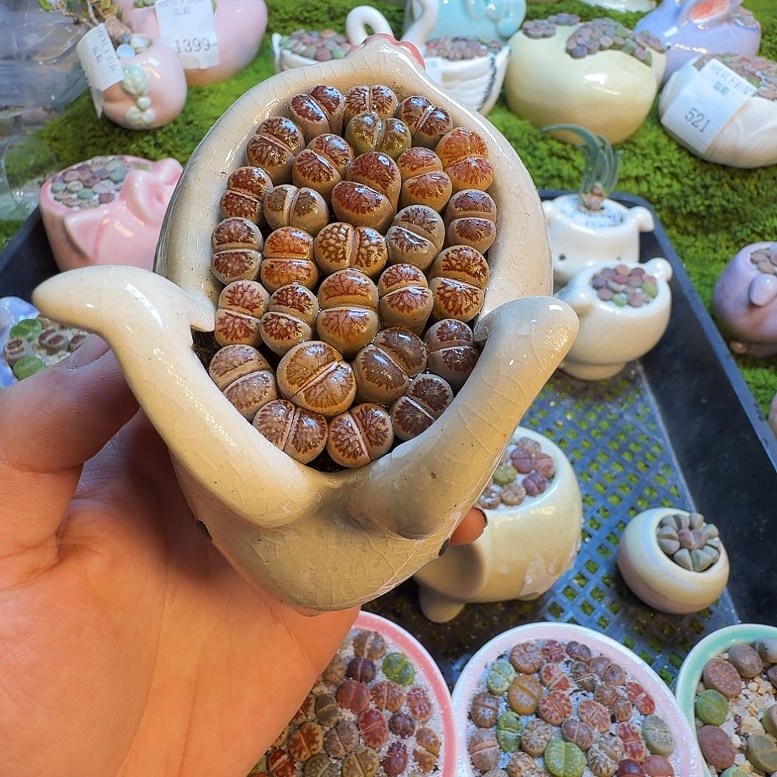 鑫***麻多肉植物的生长发育和577