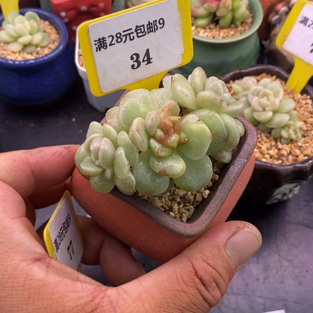 934冰玉石化小树带锦……