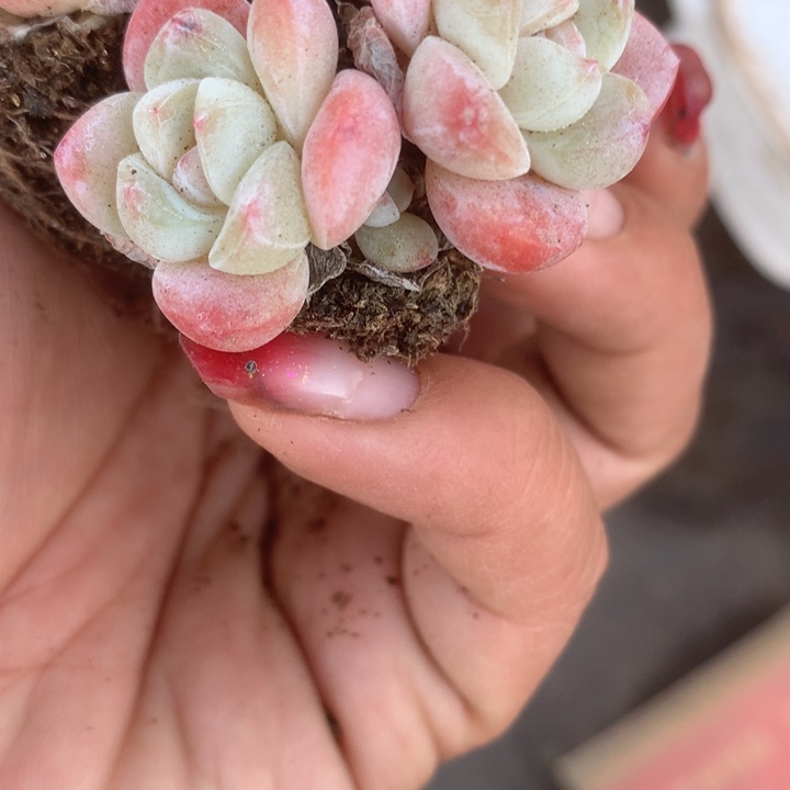 冰玉双5颗。包邮。多肉