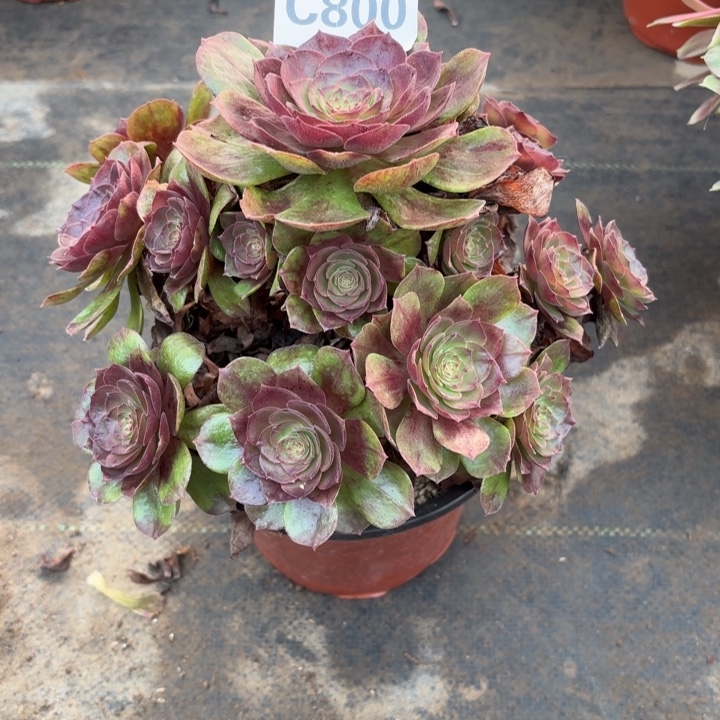 瑞妈，，。。。。。。800黑膜。