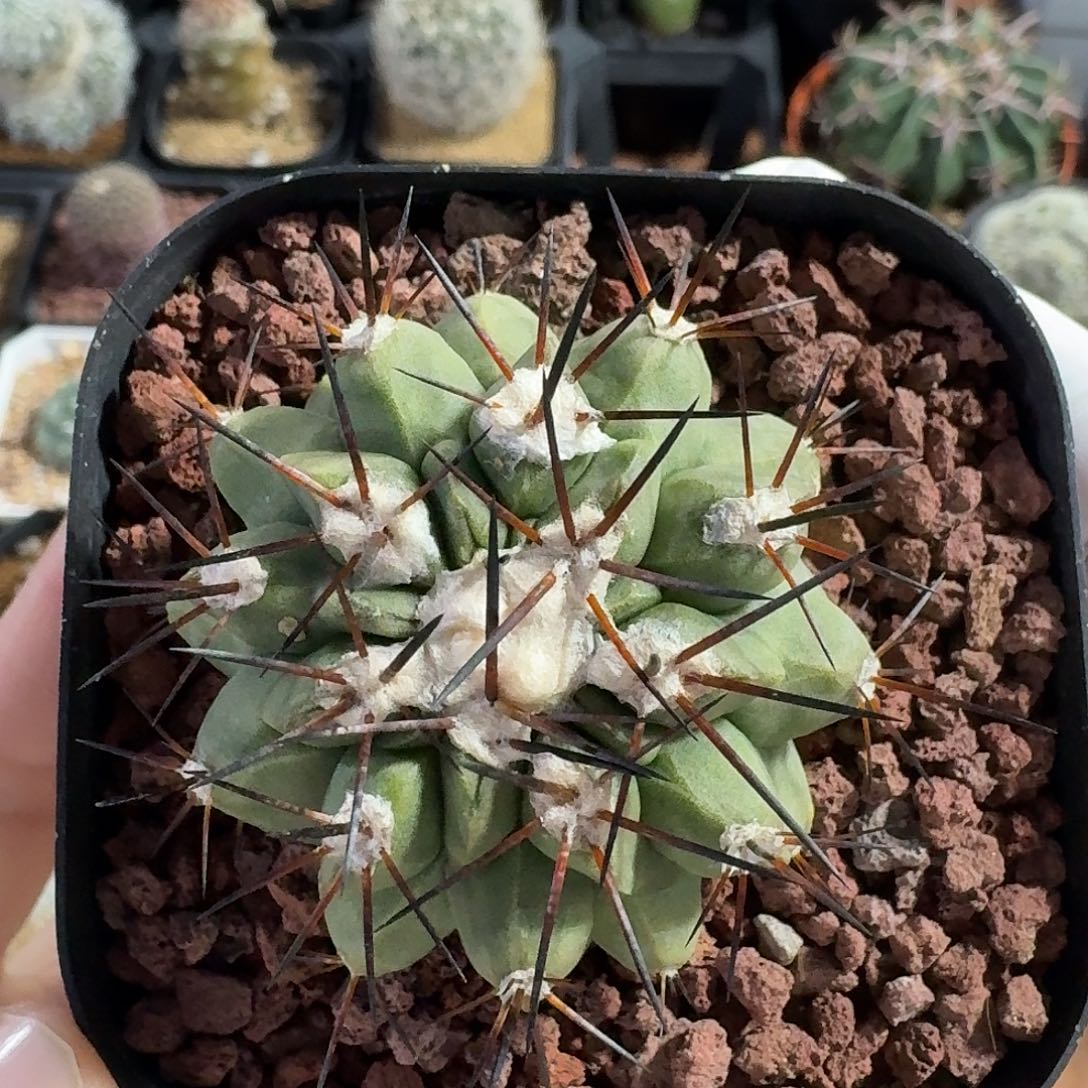 妖玉仙人球123456