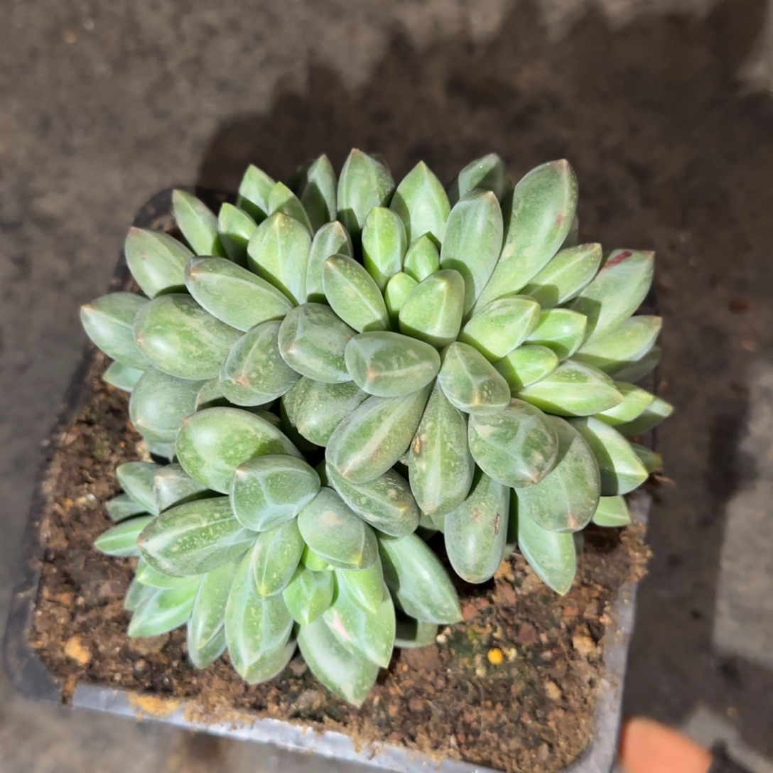 米***哥多肉植物多肉植物