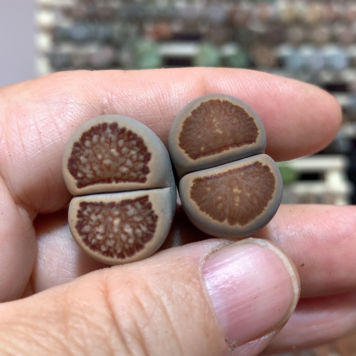 008号两颗红窗菊尺寸2.2
