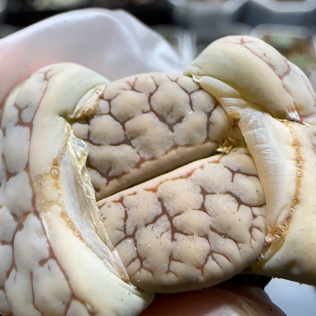 1.14 上播福利 C262 6019