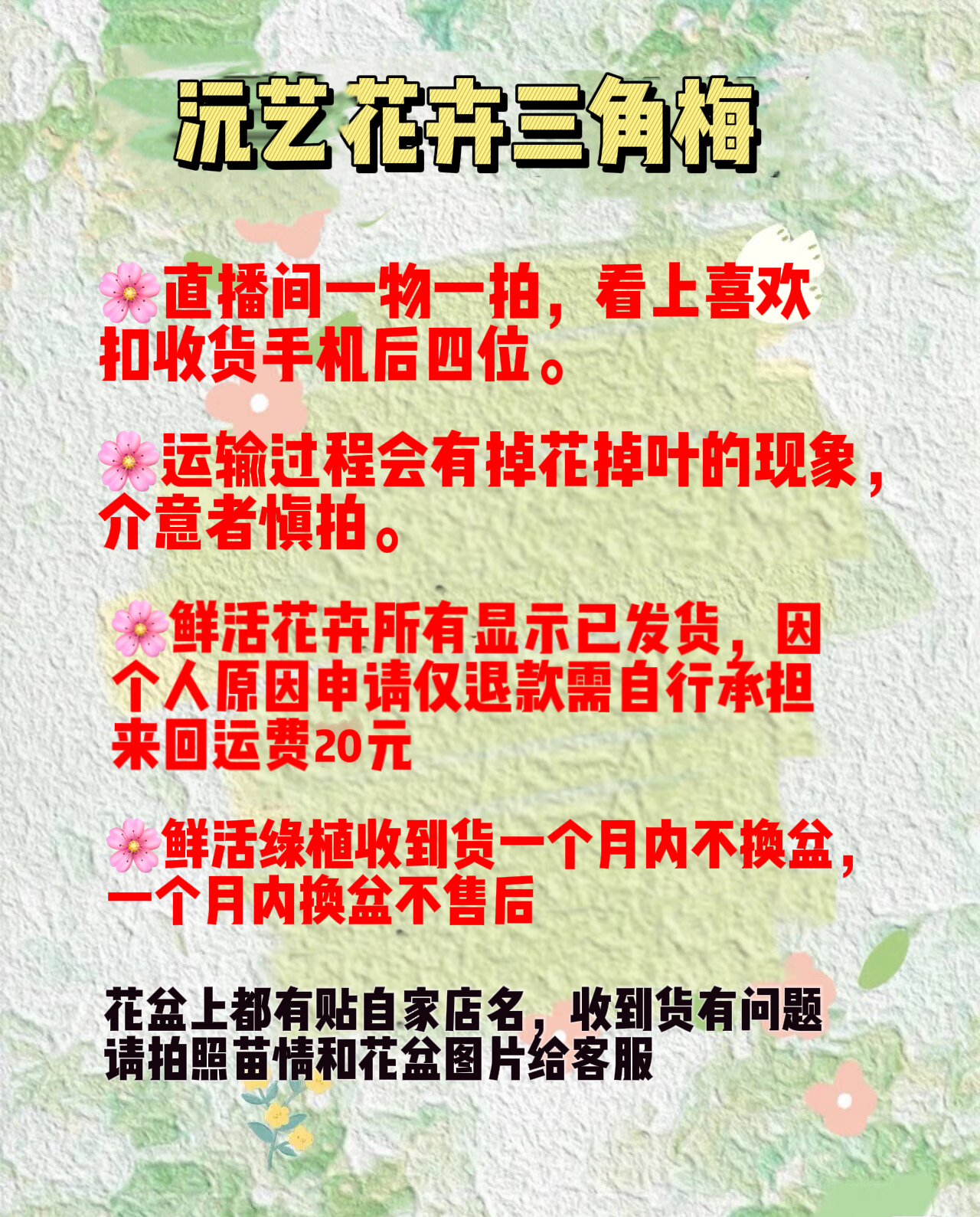 三角梅（一物一拍）原盆原土带花发货