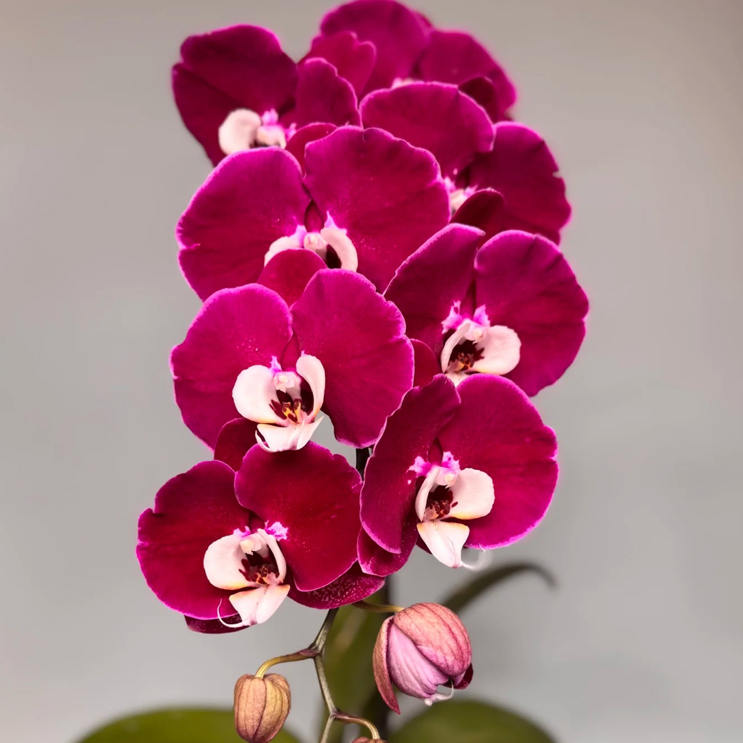 蝴蝶兰—米歇尔(任意两颗包邮只拍一颗发苗)