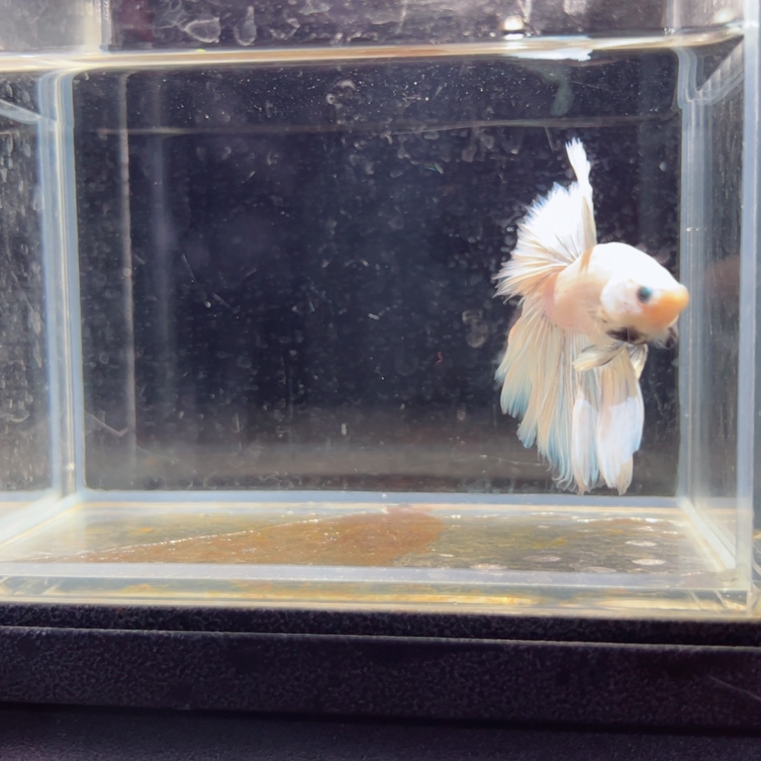 斗鱼浅色特殊尾hhhhh