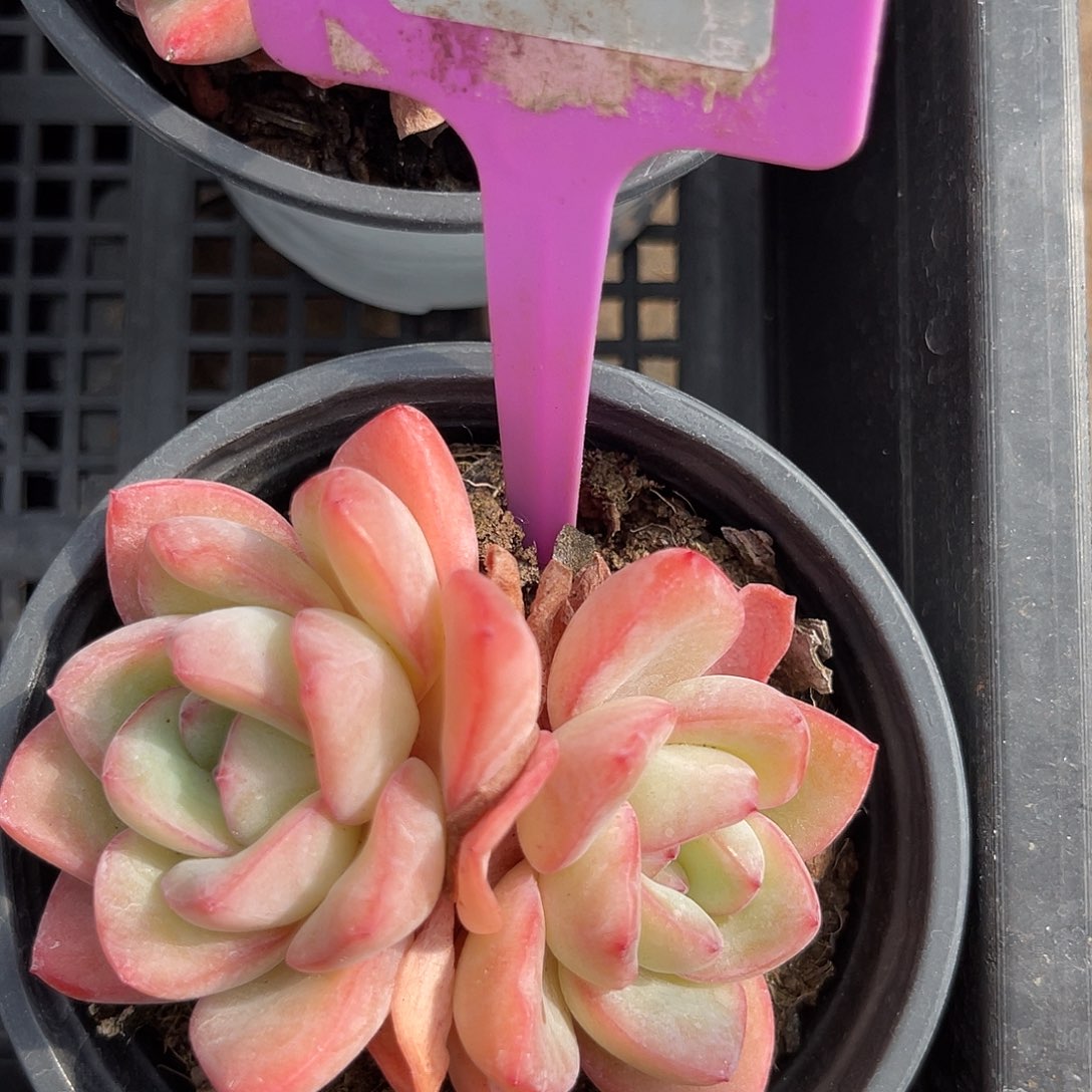 云尘多肉一物一拍 655,