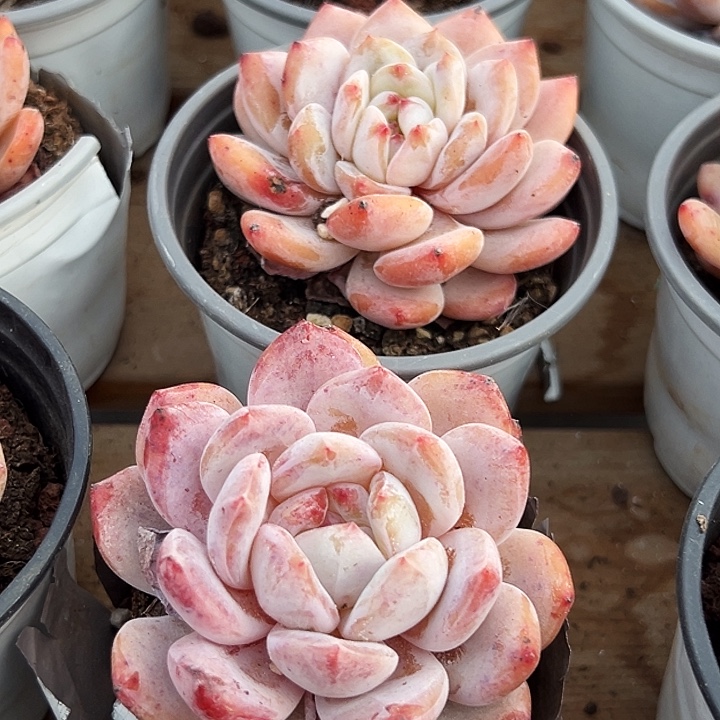 团014    单头     雪天使