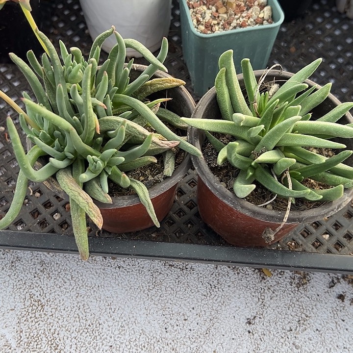 红花➕黄花，脱土发