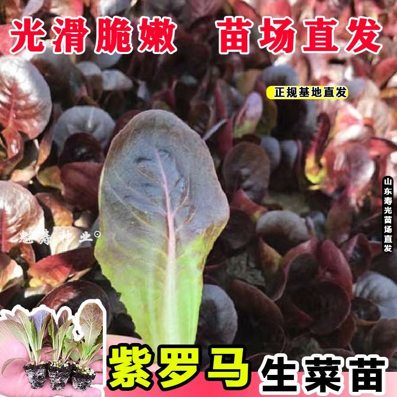 紫直立生菜苗秧速生鲜嫩带土球紫叶四季阳台盆栽苗奶油咖啡菜种子