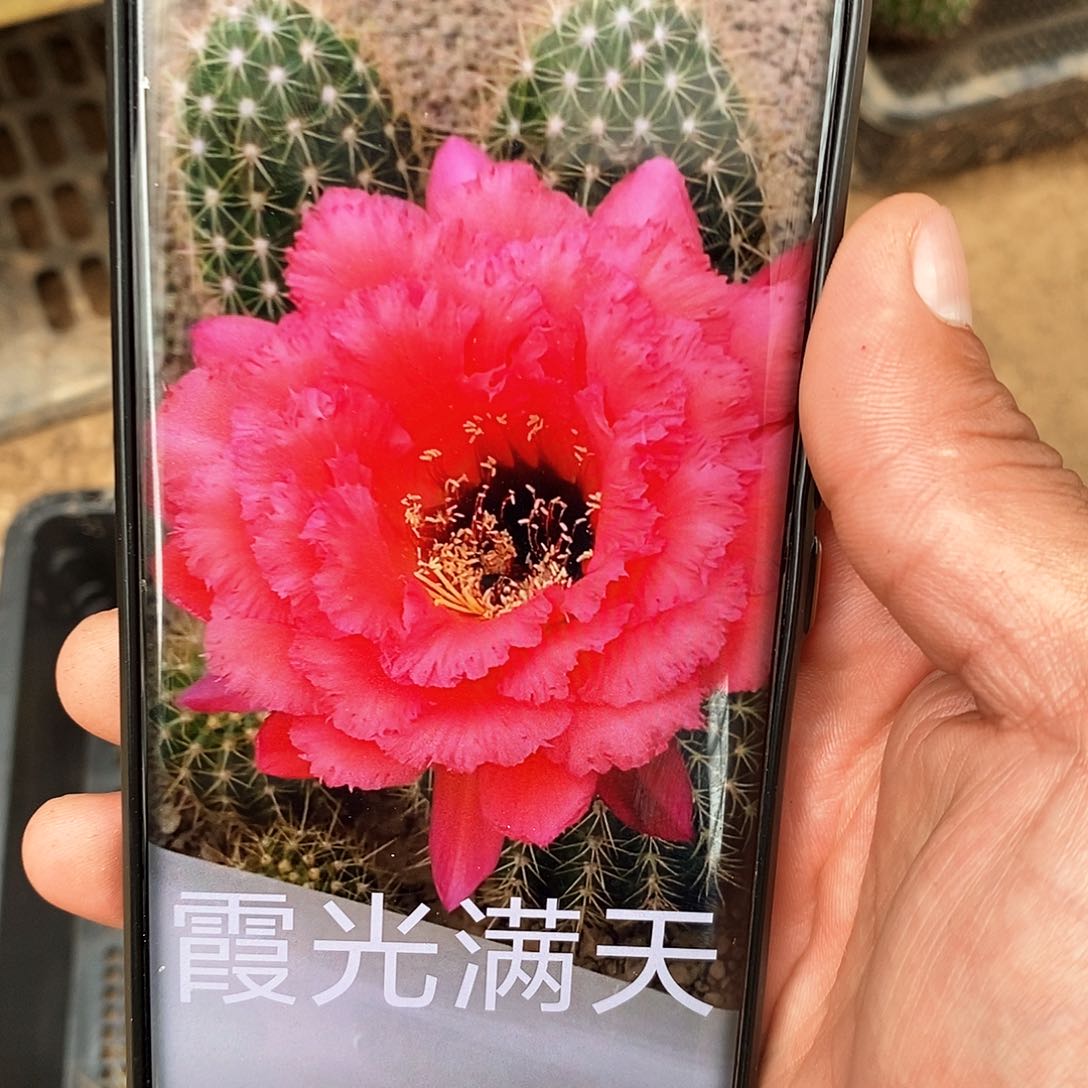 毛 霞光满天下/侧芽歪20包邮/5–6公分