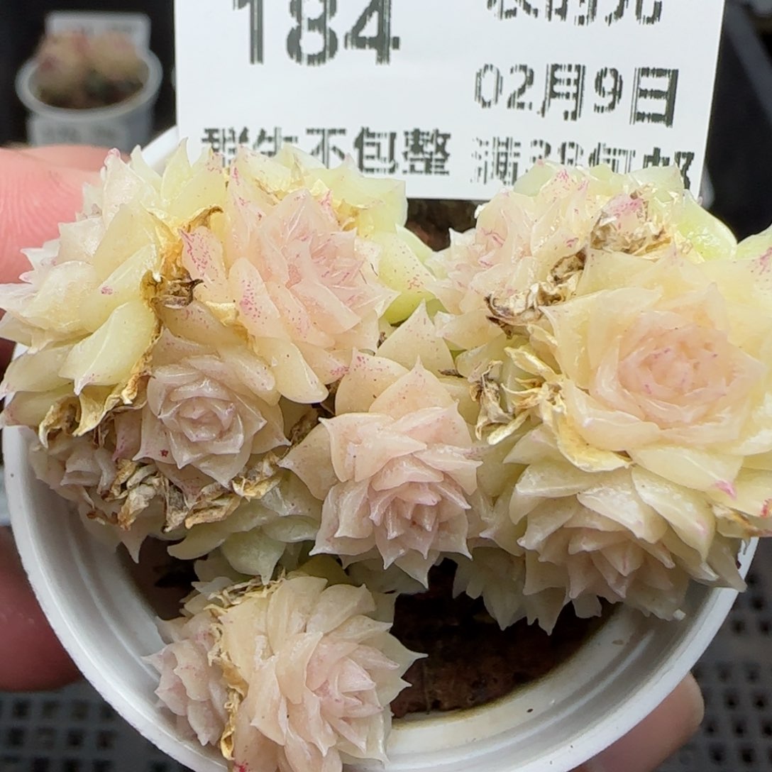 0209-184珠光麦秆