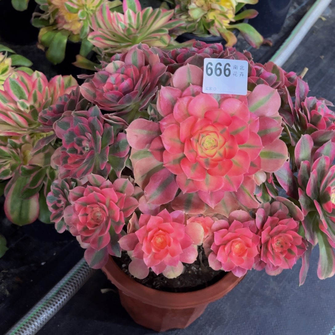 多肉女巫000000666