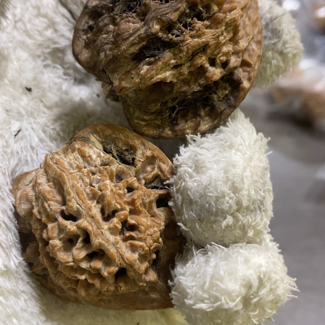 秦岭森林茂密和植被覆盖