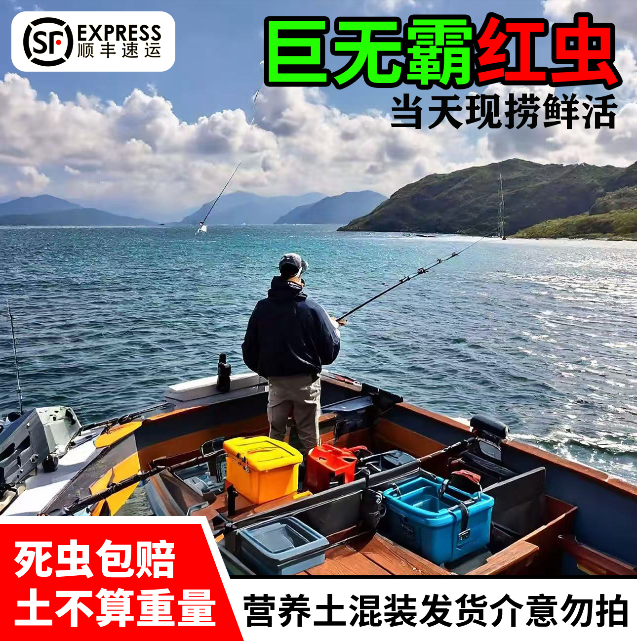 【直发红虫基地】鲜活超大号红虫钓鱼拉饵挂钩饵料适用于野鲫鱼-1