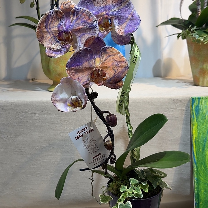 完全开放蝴蝶兰一物一拍