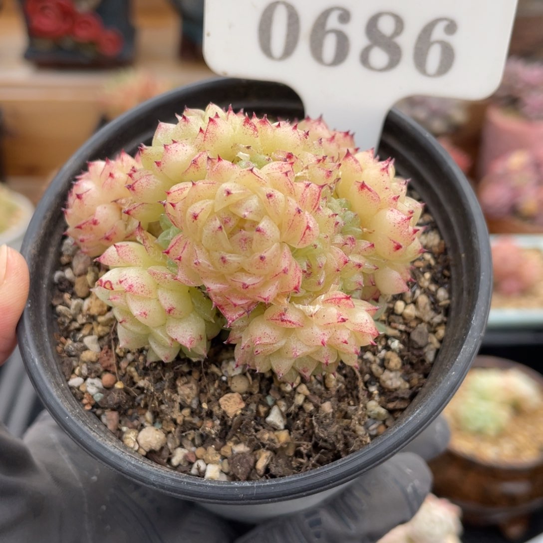 0686 麦秆群 6.7厘米 不带盆