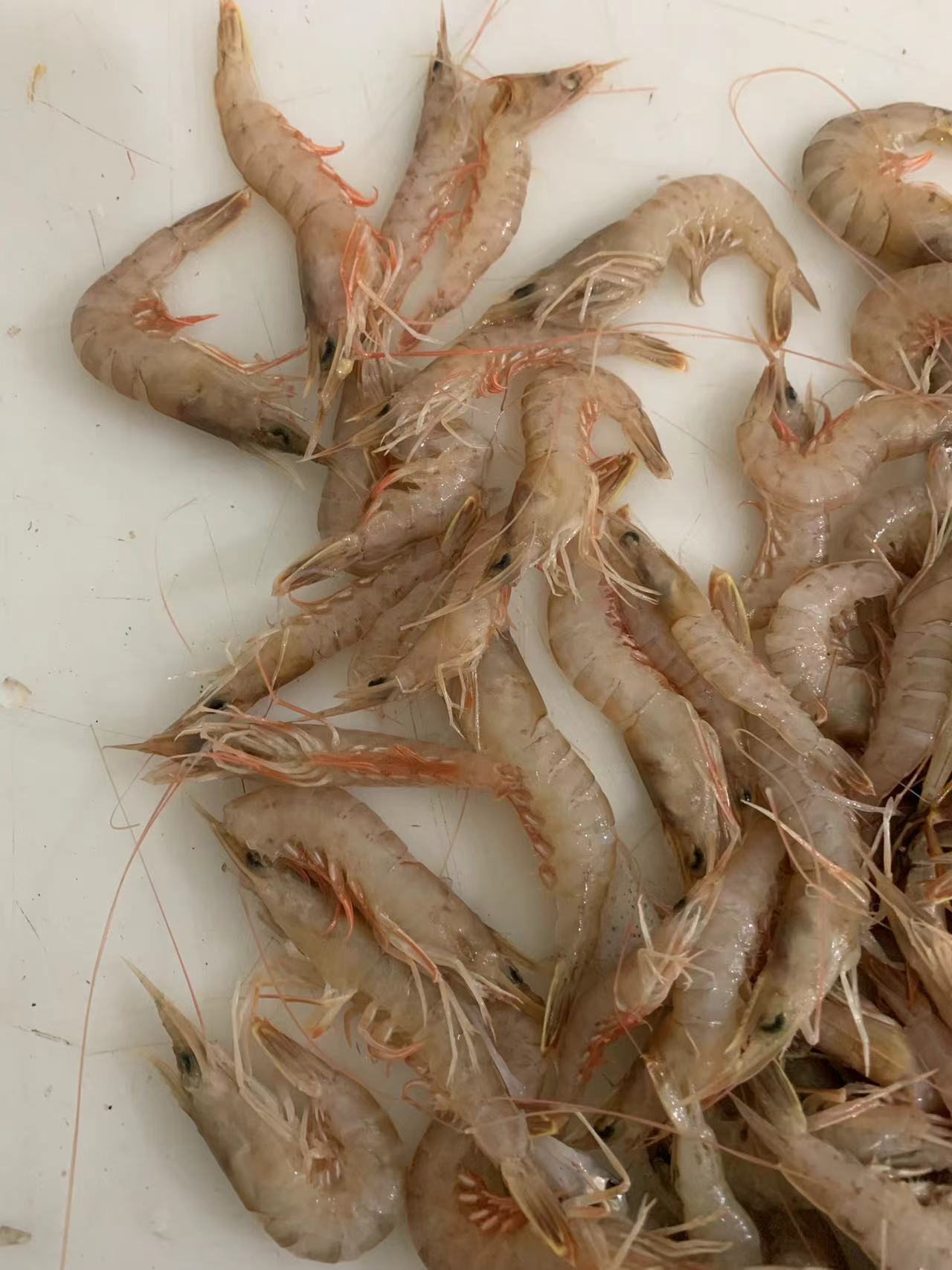 南排河野生海捕铁皮虾嫌小勿拍