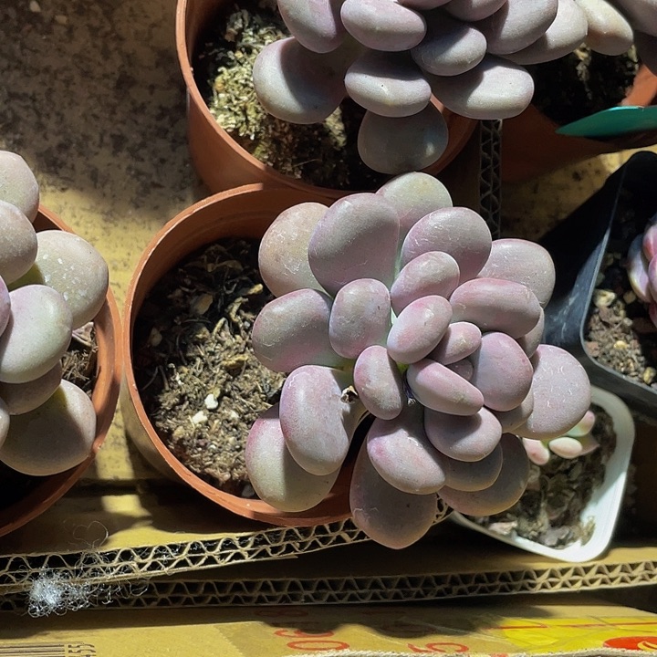 月美人9.9带盆土