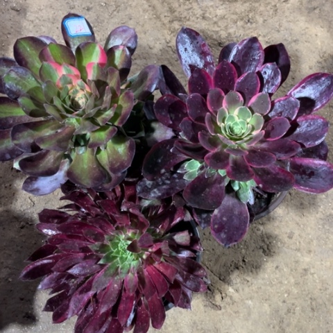 221多肉植物组合