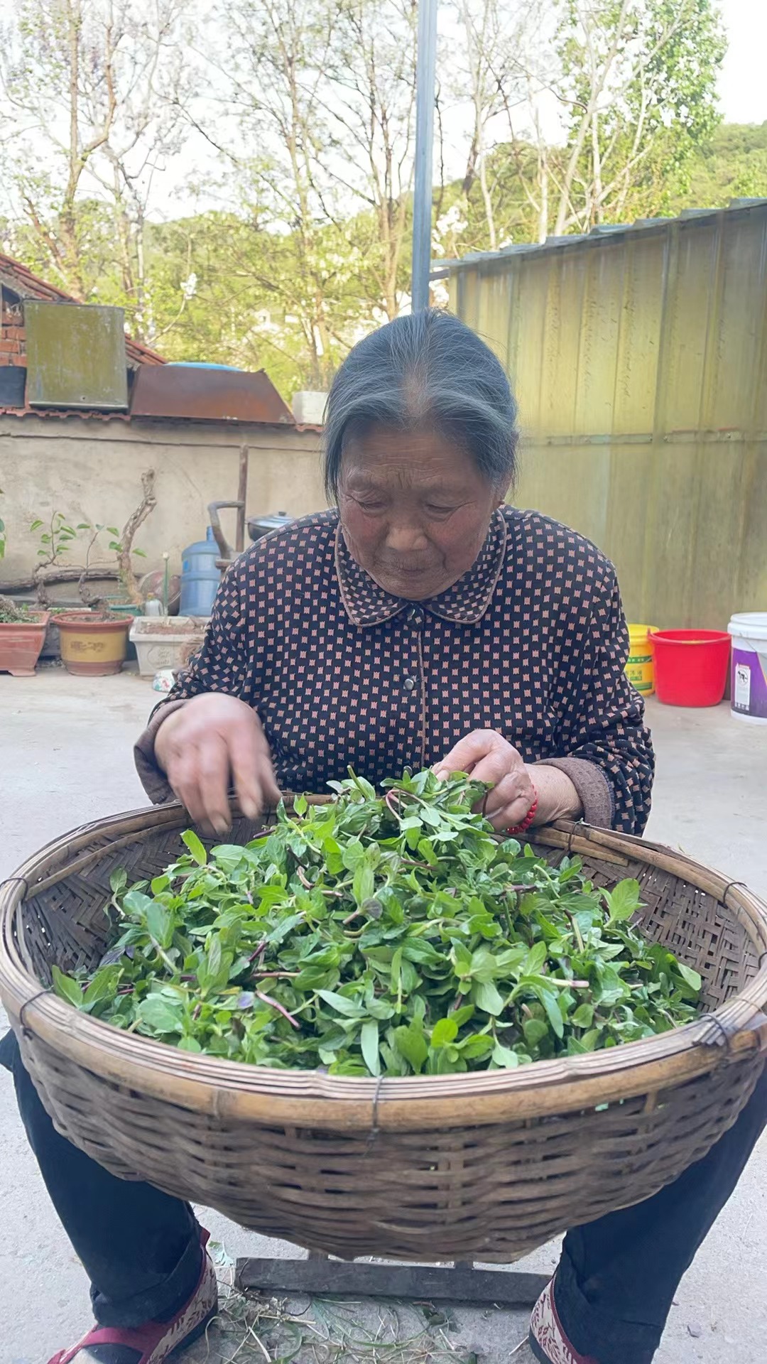 东东峪野生薄荷叶手摘薄荷