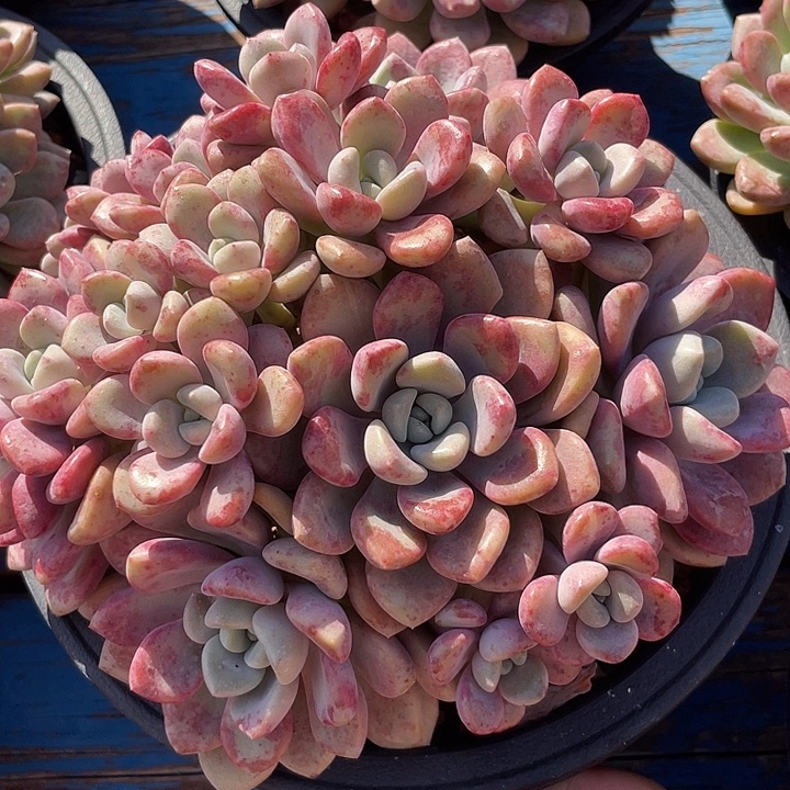 花斑鹿多肉植物老桩