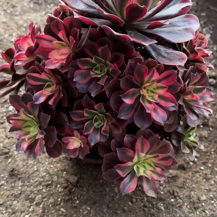 美杜莎多肉法师不包损82