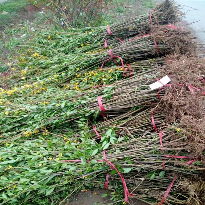 连翘苗30cm高耐寒庭院绿化篱笆盆栽阳台黄老虎易活连翘