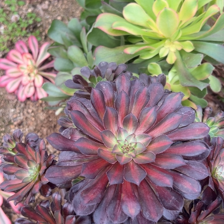 多肉植物流星雨➕中班不售后