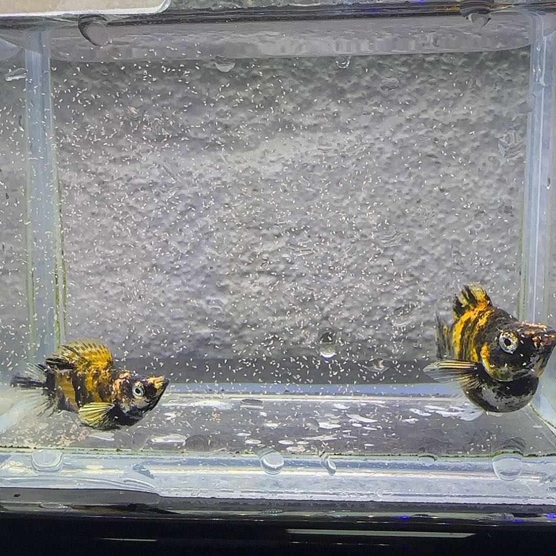 孔雀鱼小老虎玛丽。33号