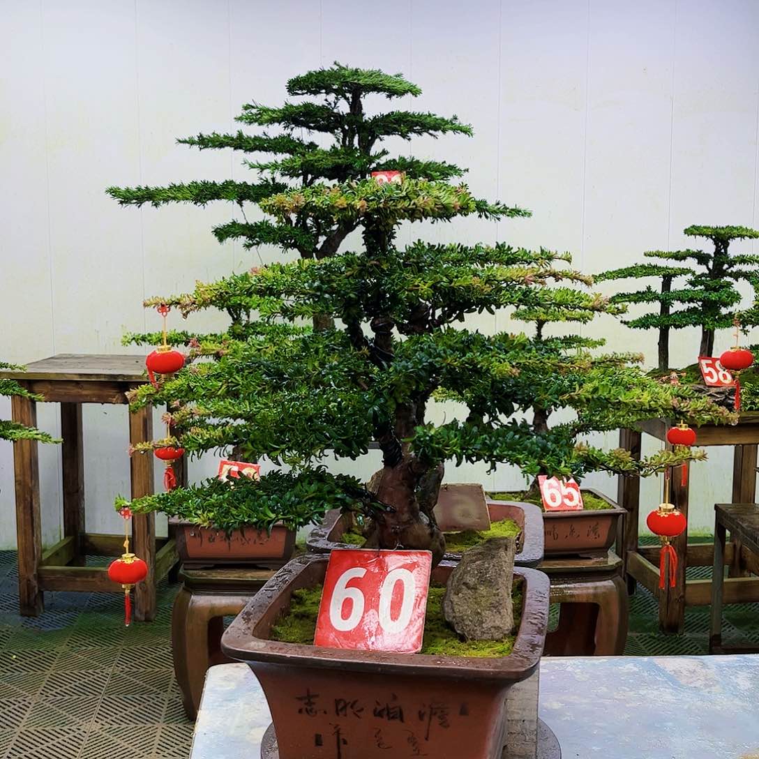 当前无花朵，栽培后可花朵