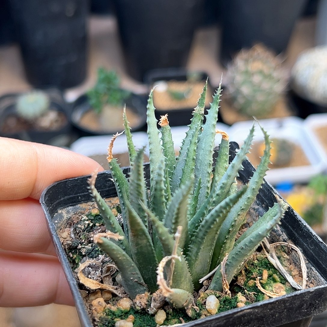 鱿鱼八爪鱼一颗一颗