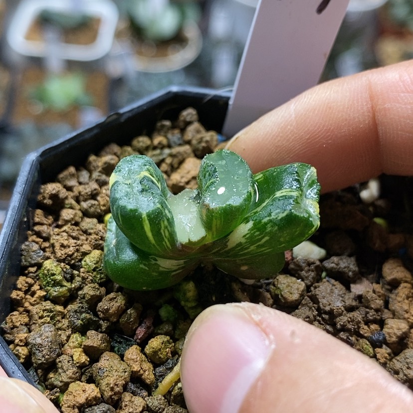 【闪购商品】409道长