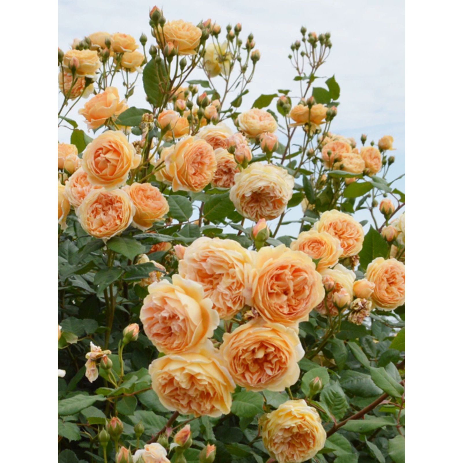 王妃藤本月季花大苗浓香蔷薇花苗爬藤四季开阳台庭院花卉植物盆栽