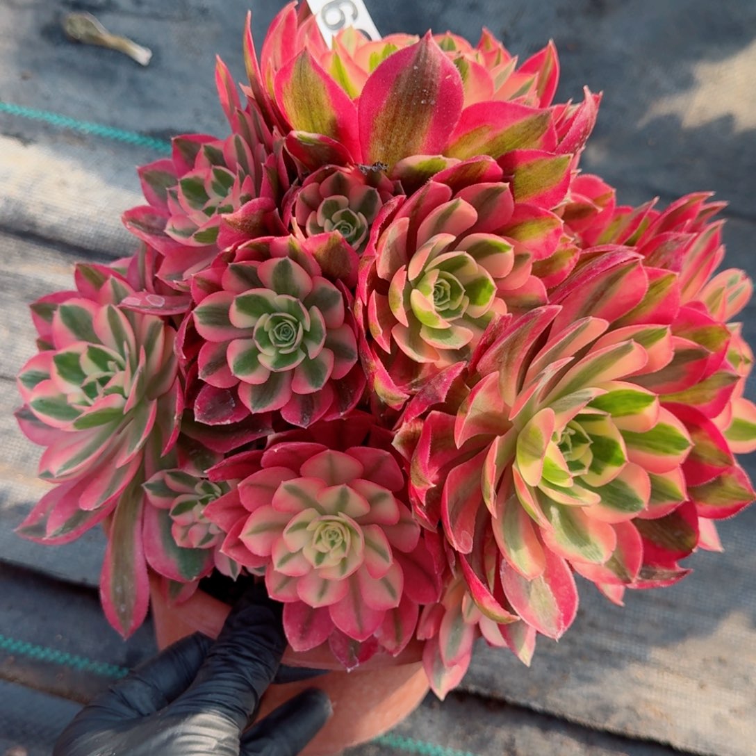 362女巫多亩植物