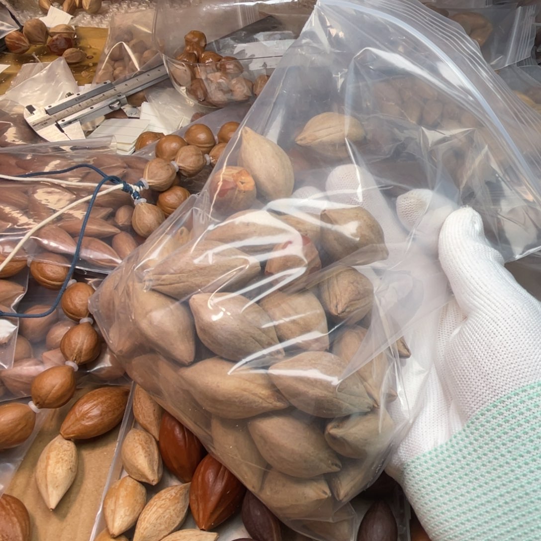 我***她橄榄核手串/手链1