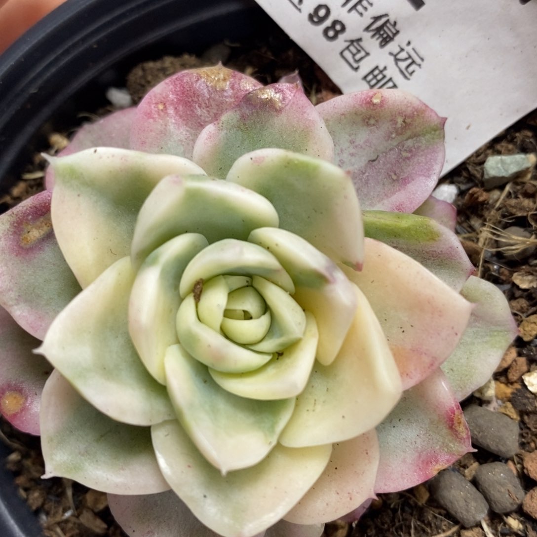 752麦秆锦杂的带根
