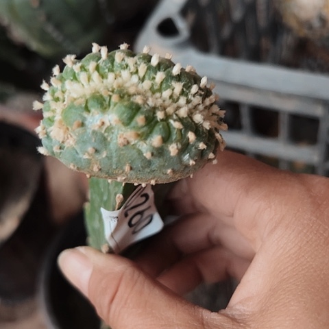 海鲜缀化仙人球的特点