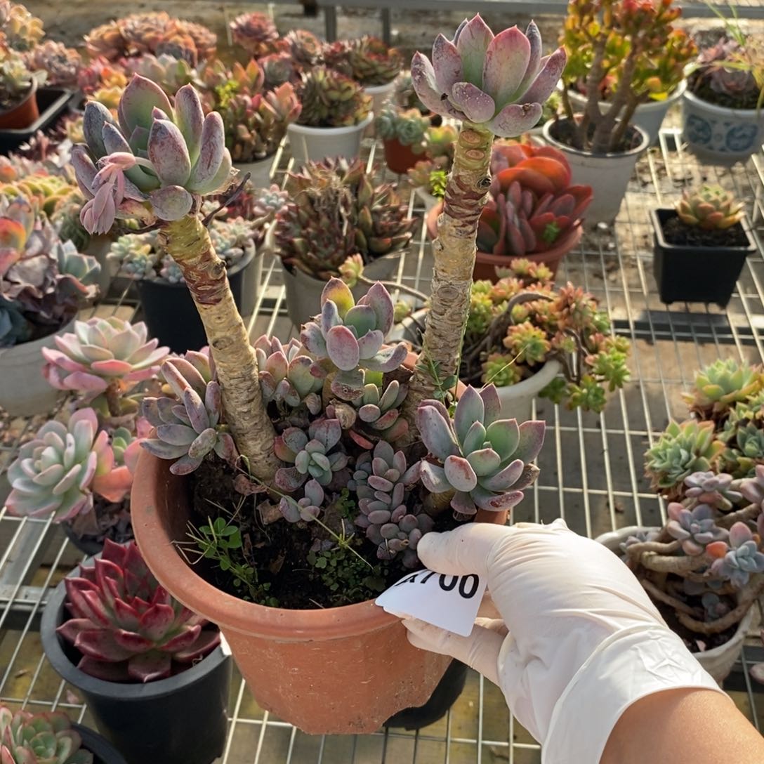 700灰姑娘一物一拍